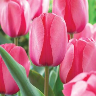 Pink Impression Tulip Thumbnail